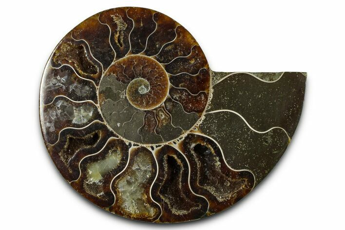 Cut & Polished Ammonite Fossil (Half) - Madagascar #377631